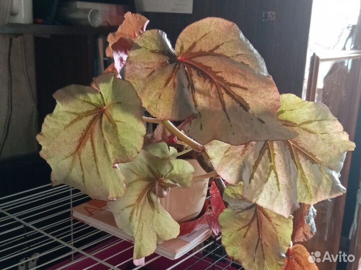 Пиперомия, фиалки и др