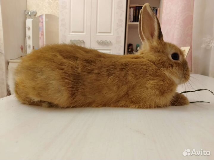 Декоративные кролики