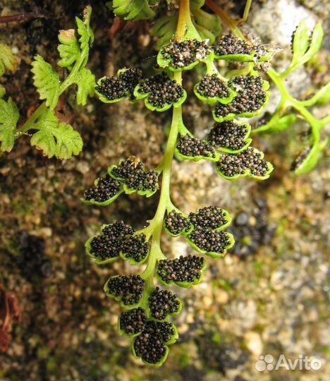 Папоротник +мох для флорариума