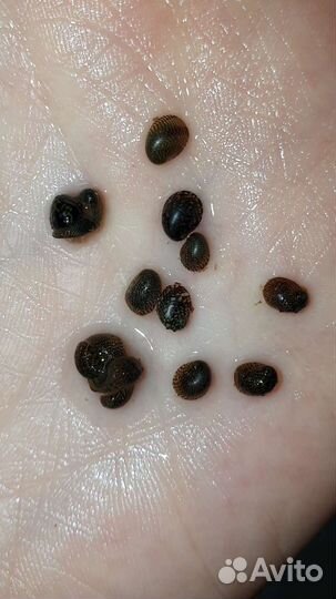 Теодоксус улитка