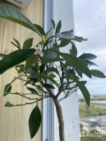 Лимонное дерево с плодами