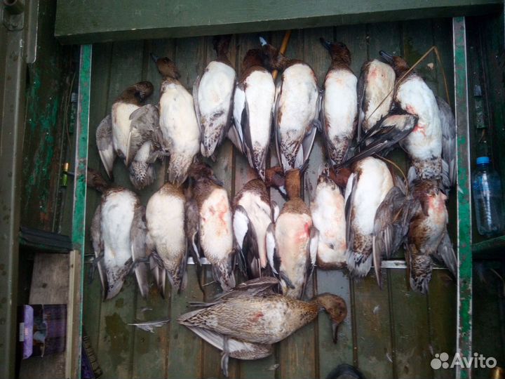 Охота на утку, гуся В ярославской области