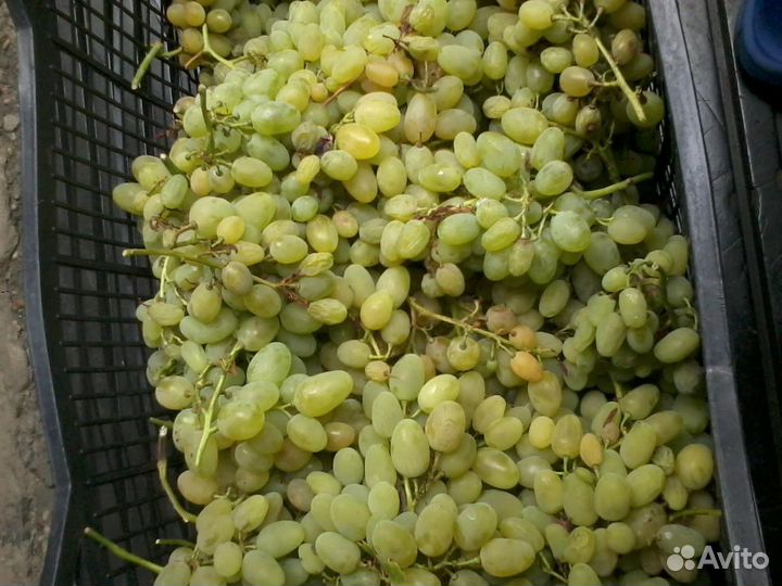 Виноград-саженцы