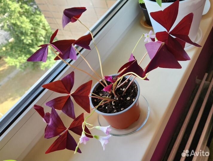 Кислица оксалис