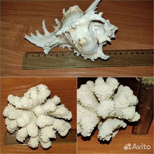 Натуральный коралл и ракушка