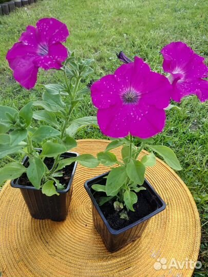 Продажа цветов петунии ампельной