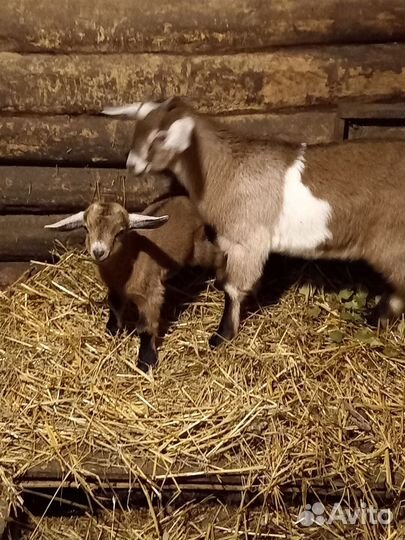 Козлята