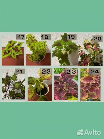 Колеусы. ч.2