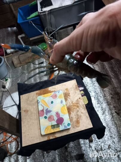 Красноклешневый австралийский рак. (малек)