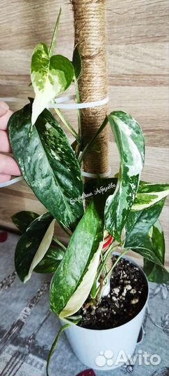 Epipremnum Pinnatum White Variegated