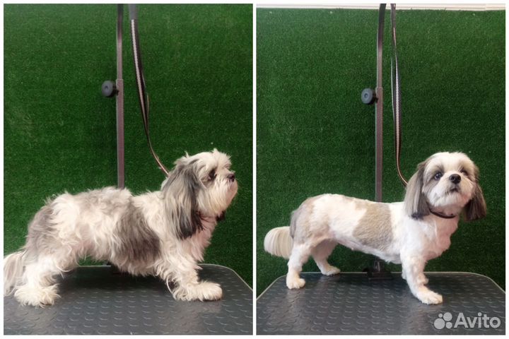 Груминг (стрижка собак и кошек)