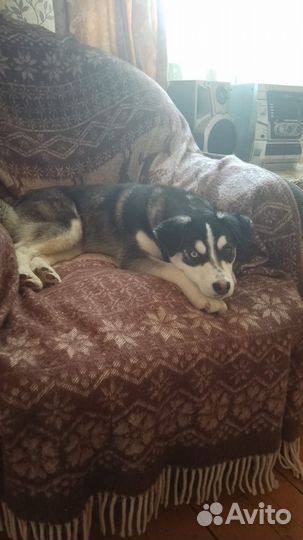 Девочка, 6 месяцев