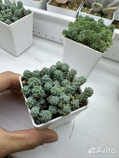 Суккуленты