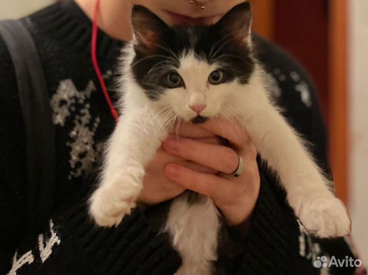 Бесплатно, привезу сама