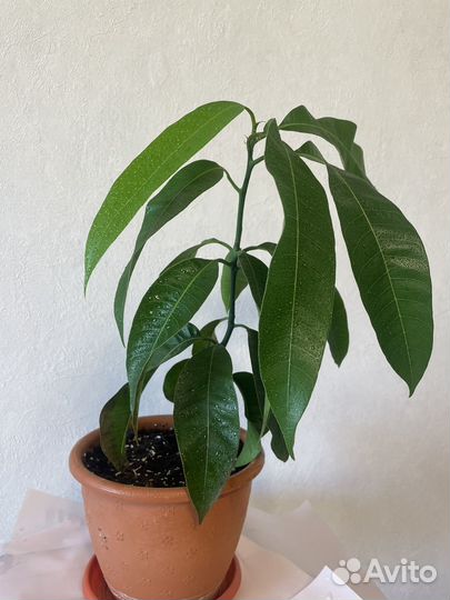 Маранта, антуриум, манго