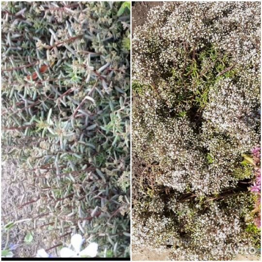 Цветы для сада