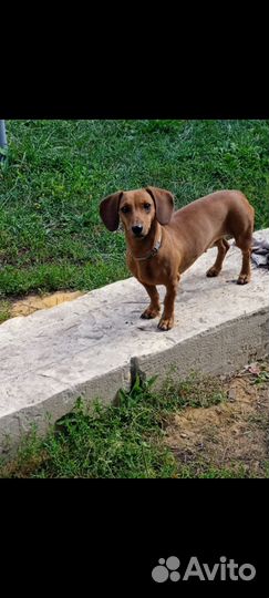 Такса в добрые руки отзывается на кличку Тася