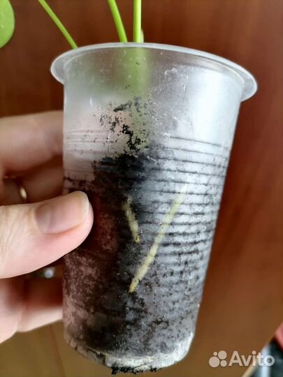 Антуриум ливиум