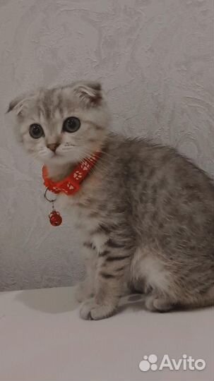 Шотландский вислоухий котёнок