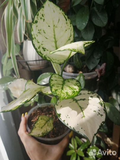 Аглаонема Вайт Джой (Aglaonema White Joy)