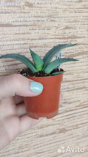 Agave, aloe