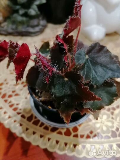 Комнатные цветы