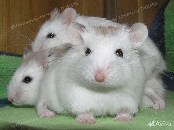 Беленький хомячок, питомник