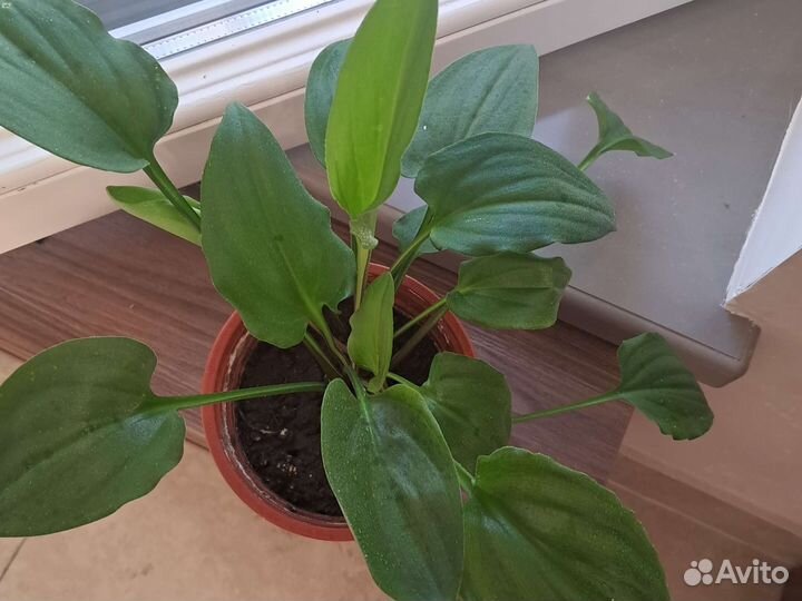 Дримиопсис пятнистый