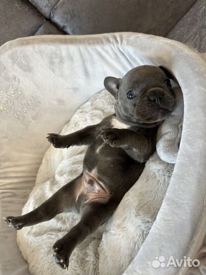 Голубой Французский бульдог мальчик