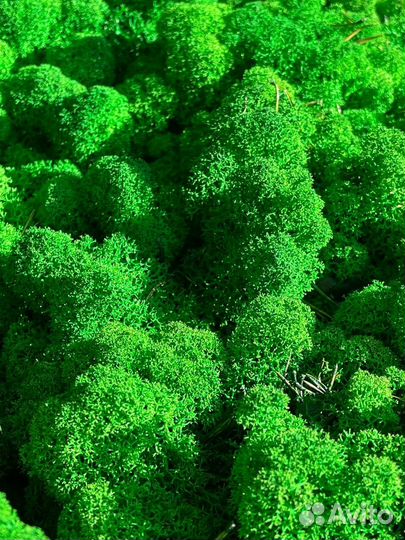 Стабилизированный мох