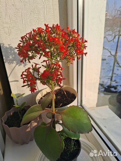 Каланхоэ красный