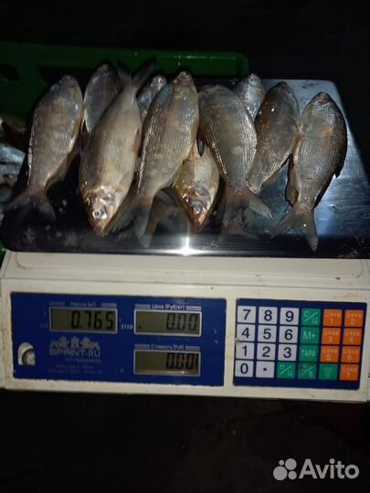 Рыба пелядь (сырок )