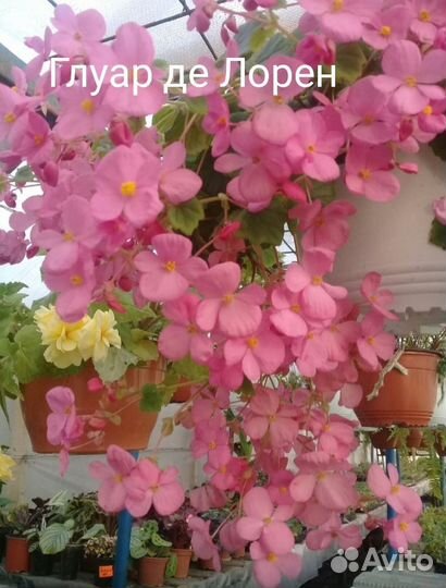 Бегонии сортовые