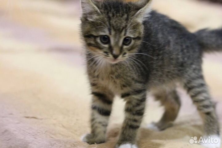 Котенок очень милый