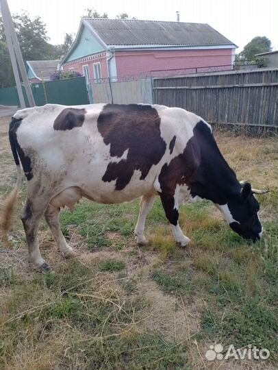 Корова дойная