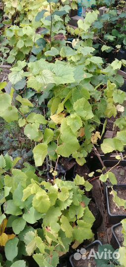 Саженцы винограда