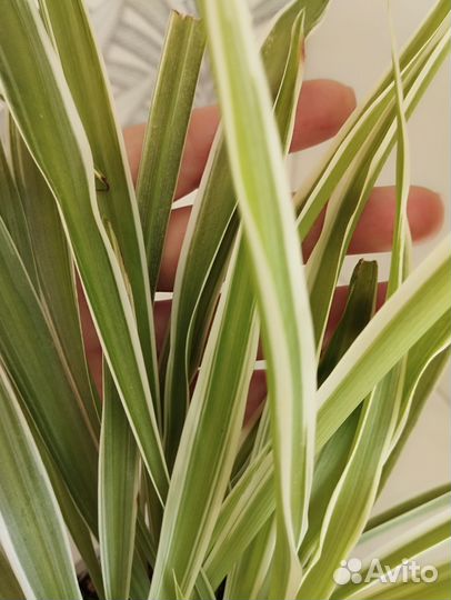 Комнатные цветы