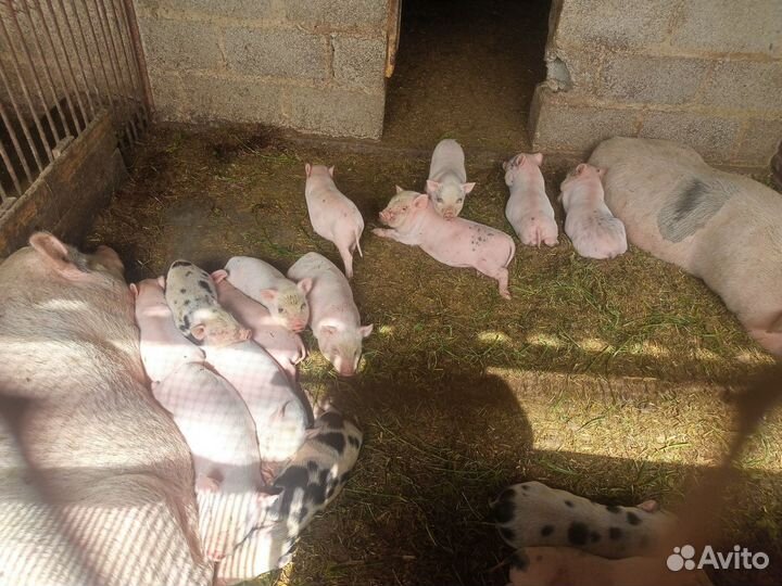 Вьетнамские поросята