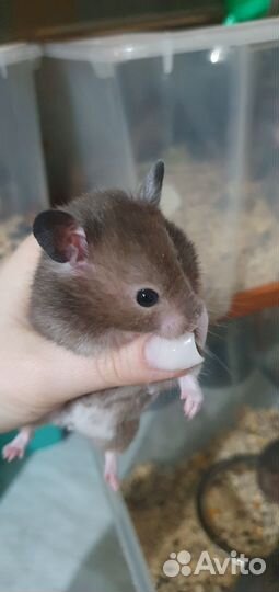 Сирийские и джунгарские хомячки