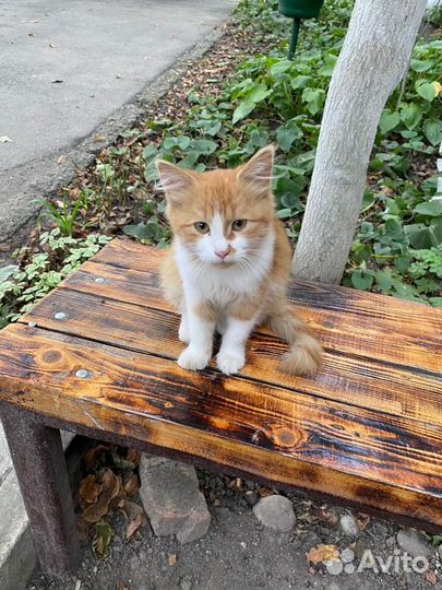 Кошка в дар бесплатно