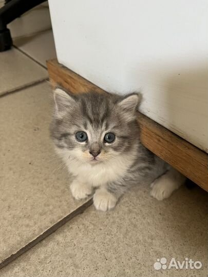 Отдам котенка в добрые руки