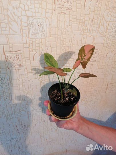 Комнатные растения