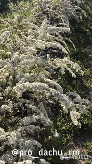 Спирея грефшайм