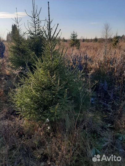 Ель новогодняя