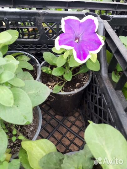 Рассада петуньи