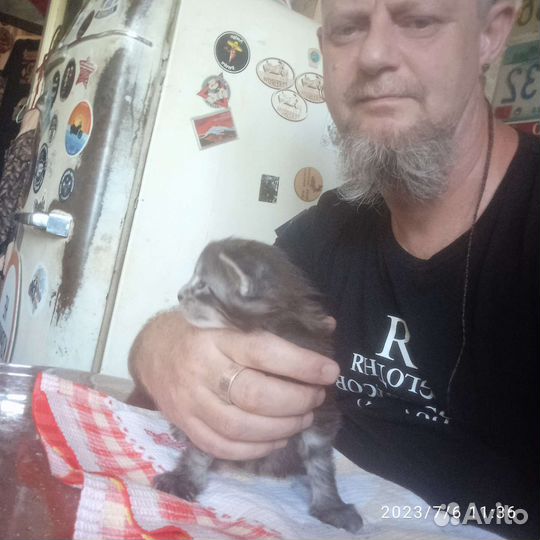 Котенок