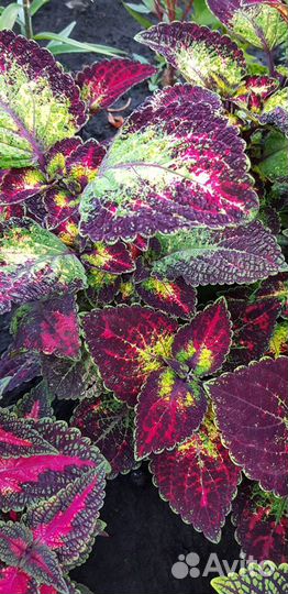 Колеусы сортовые