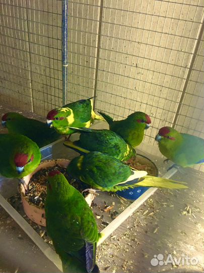 П О П У Г А И