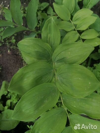 Купена, хоста, очиток