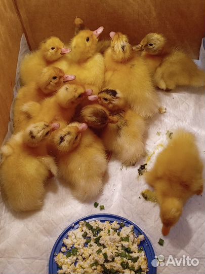 Петухи, Утята, Гусята, Инкубационное яйцо утки